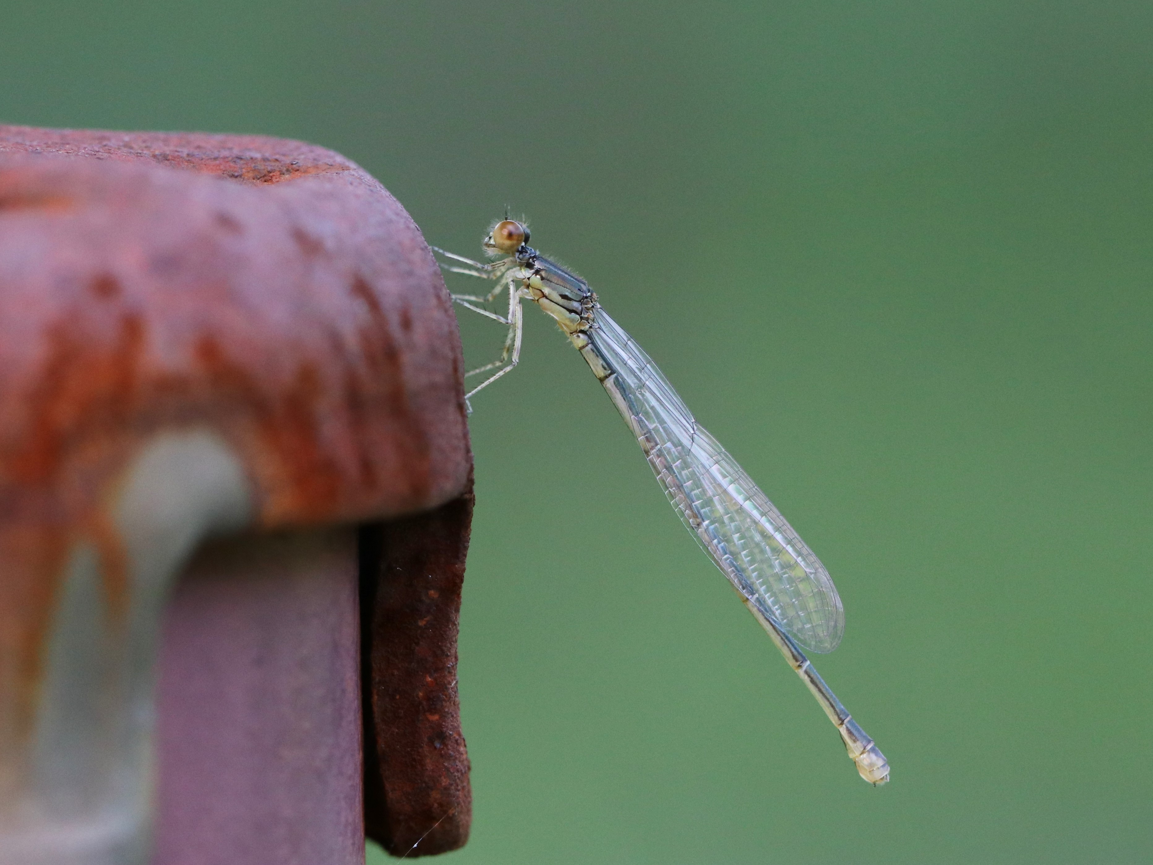 photo_1